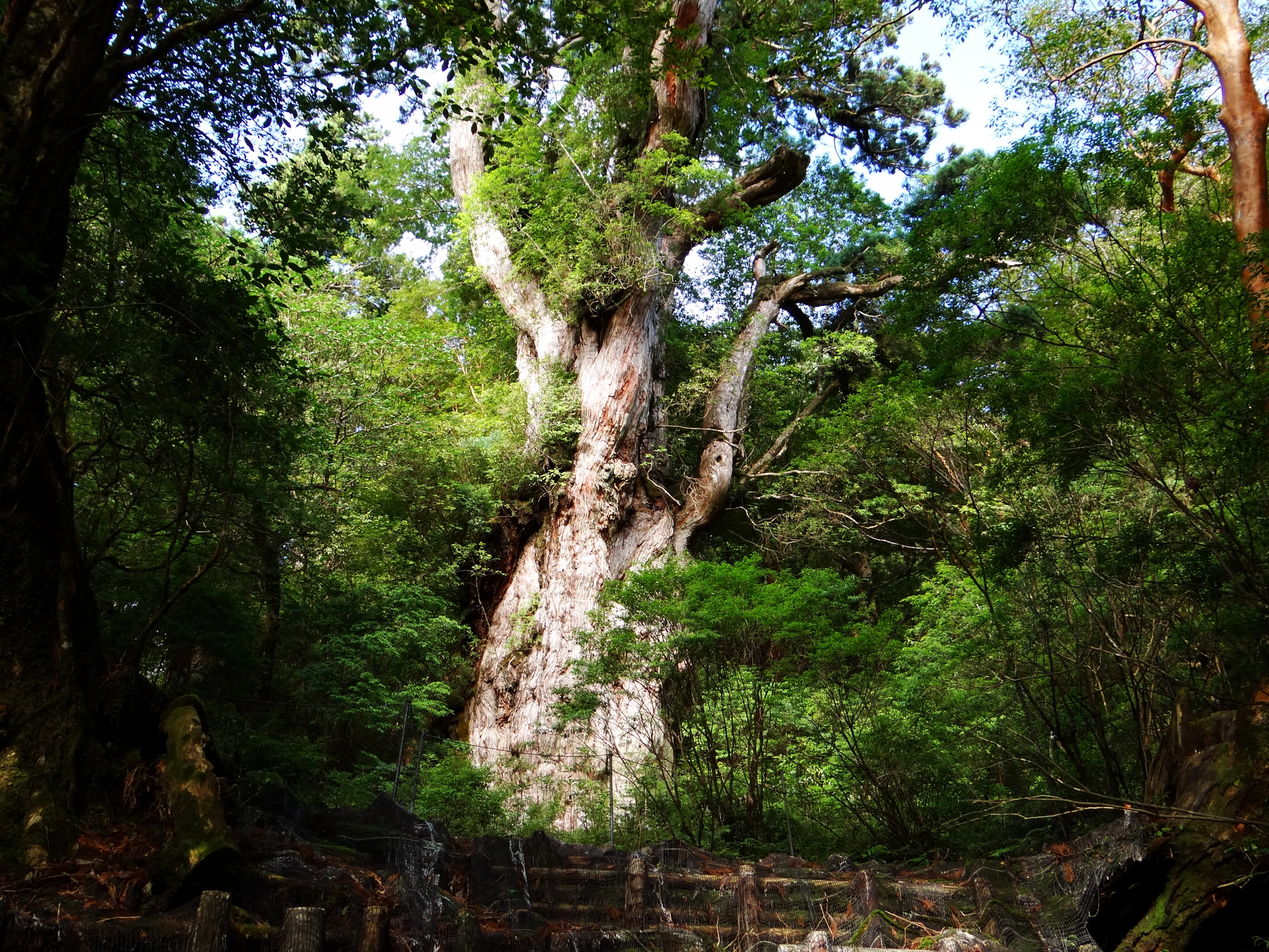 おもしろわかる！世界遺産ユニバーシティ 屋久島 屋久島に植生する木といえば「スギ」
