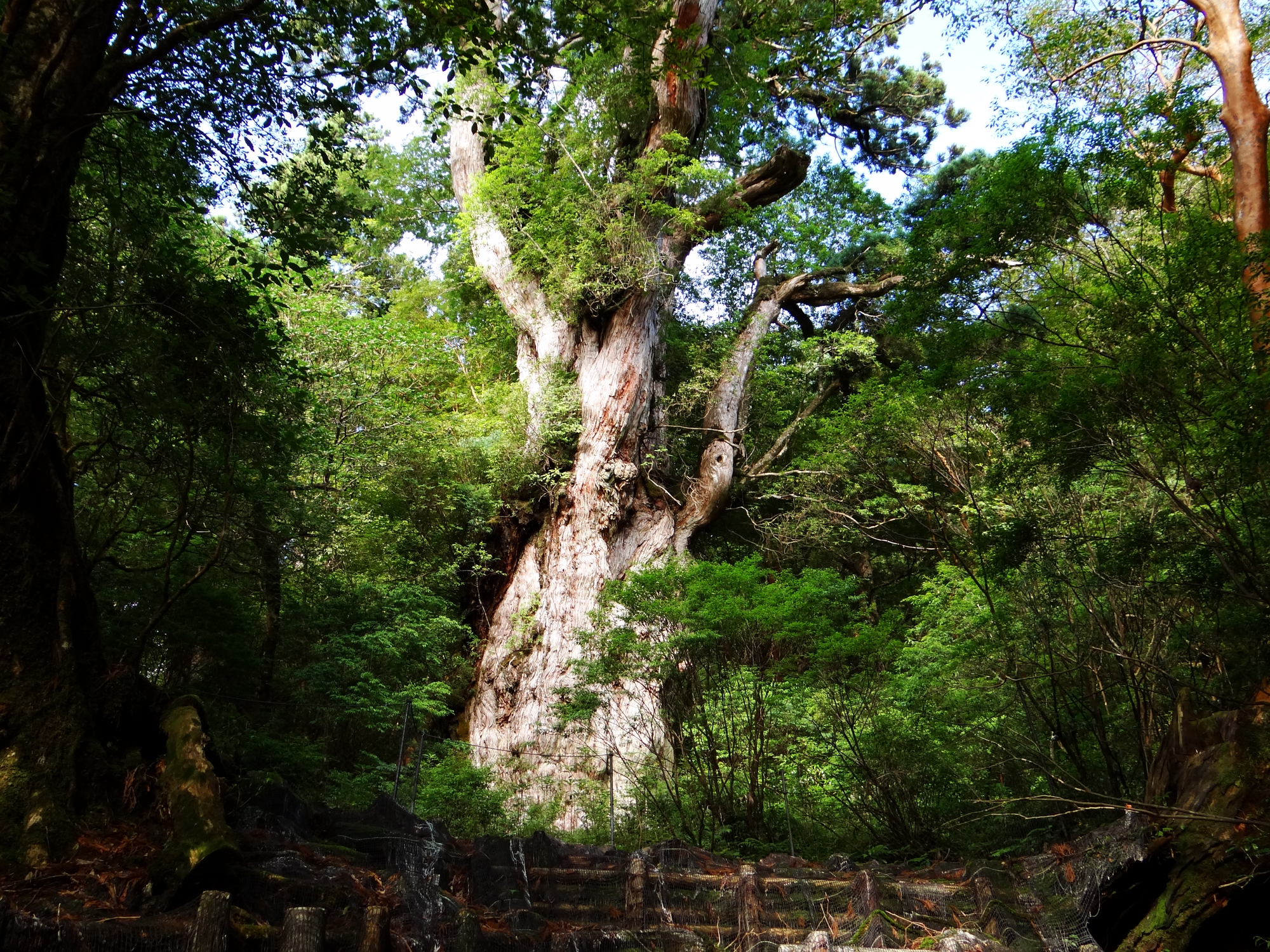 貴重・世界遺産「屋久島・樹齢1000年古木」神々木/昭和53年原子林採取