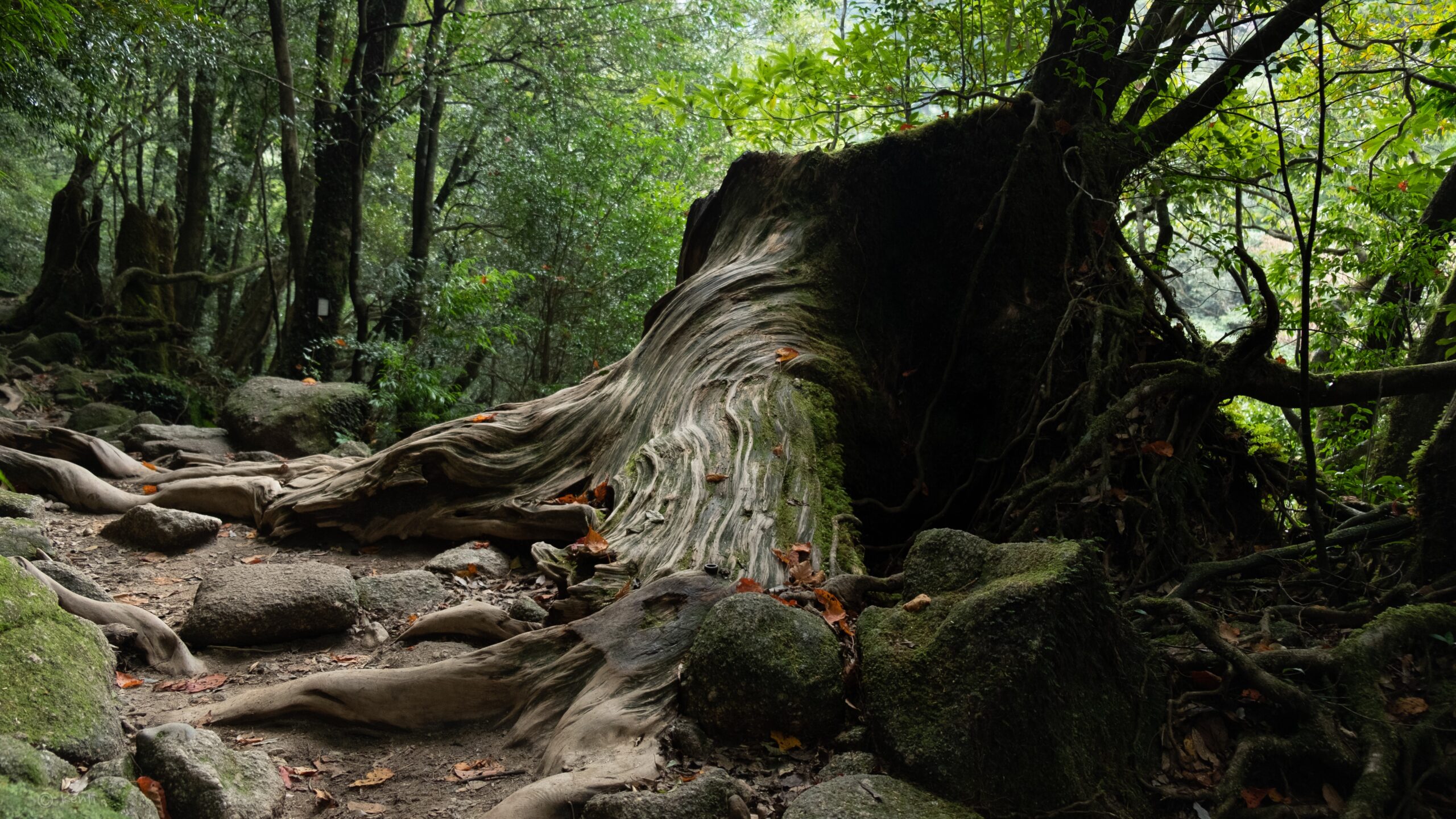 おもしろわかる！世界遺産ユニバーシティ 屋久島 「屋久杉」が数多く植生する理由