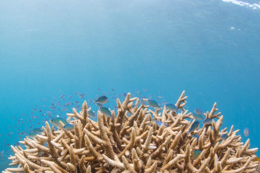 おもしろわかる！世界遺産ユニバーシティ グレートバリアリーフ サンゴを起点とした島や生態系の誕生