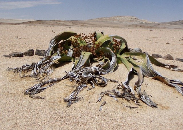 おもしろわかる！世界遺産ユニバーシティ ナミブ砂漠 ウェルウィッチア（植物）