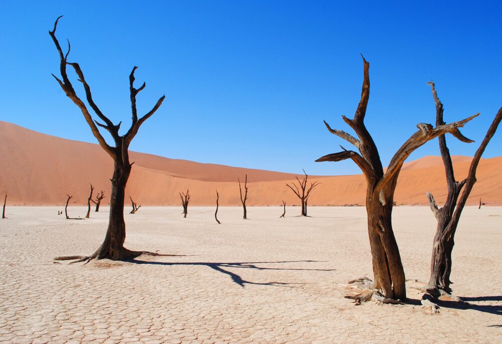 おもしろわかる！世界遺産ユニバーシティ ナミブ砂漠 ナミブ砂漠の人気撮影スポット「デッド・フレイ（死の沼地）」