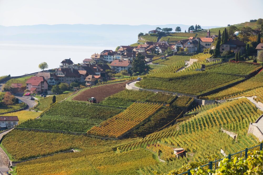 おもしろわかる！世界遺産ユニバーシティ ラヴォー地区のブドウ畑 世界に影響を与えた伝統的なブドウ栽培＆ワイン製造
