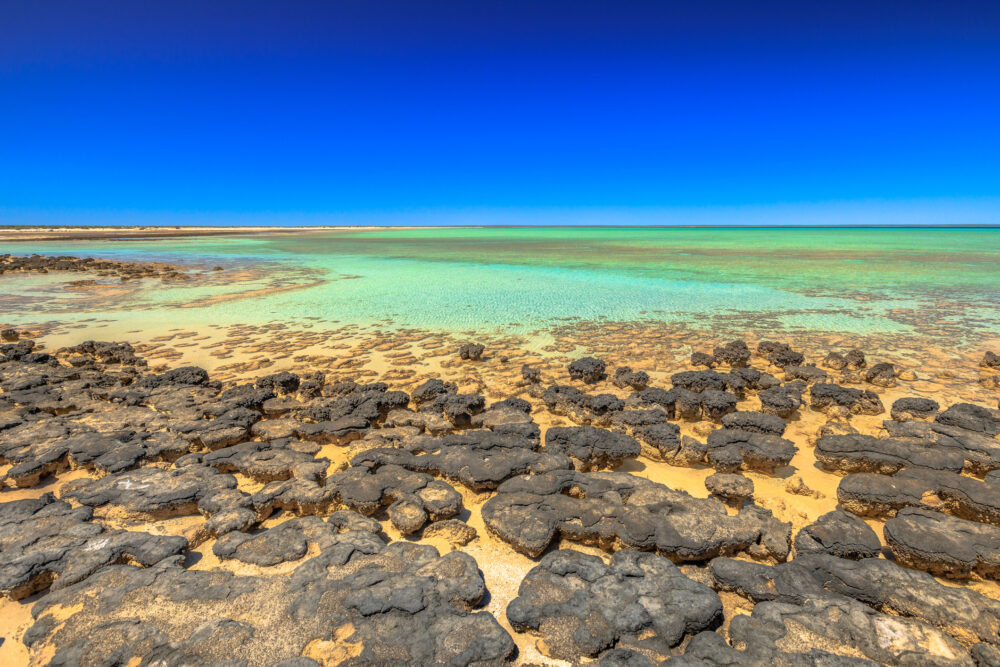 おもしろわかる！世界遺産ユニバーシティ 西オーストラリアのシャーク湾 地球最古の生命体「ストロマトライト」が存在する