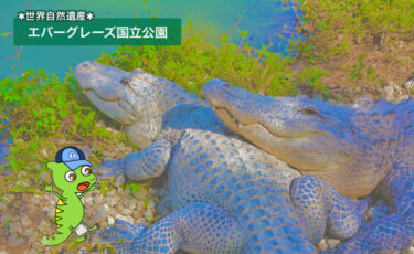 【エバーグレーズ国立公園とは？なぜ危機遺産？】世界遺産登録理由を含めてわかりやすく解説！