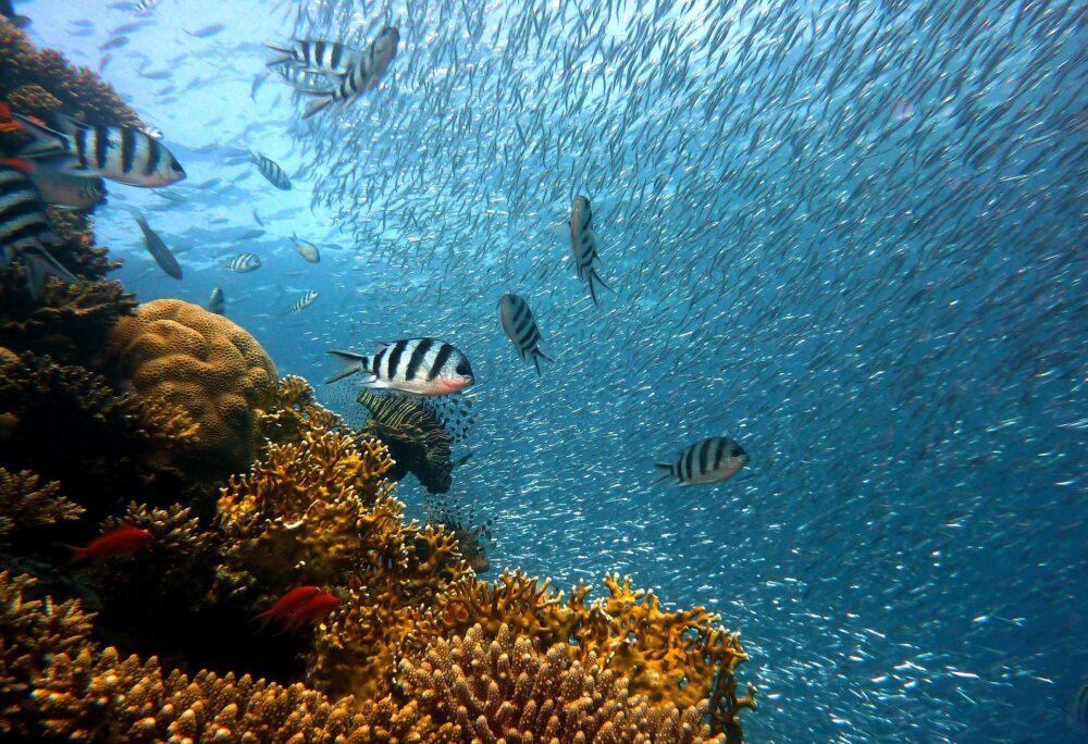 おもしろわかる！世界遺産ユニバーシティ ニューカレドニアのラグーン：環礁の多様性と関連する生態系 理由2：ジュゴンなど多種多様な生物が生息する