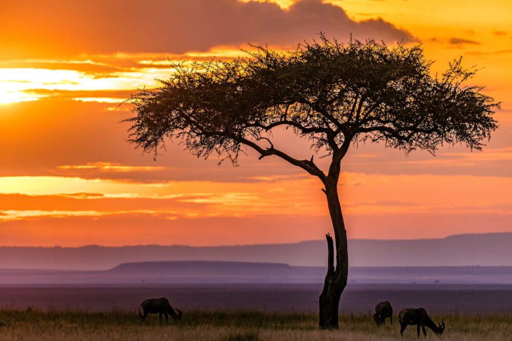 おもしろわかる！世界遺産ユニバーシティ サファリツアーにおすすめのアフリカの国立公園一覧 マサイマラ国立保護区