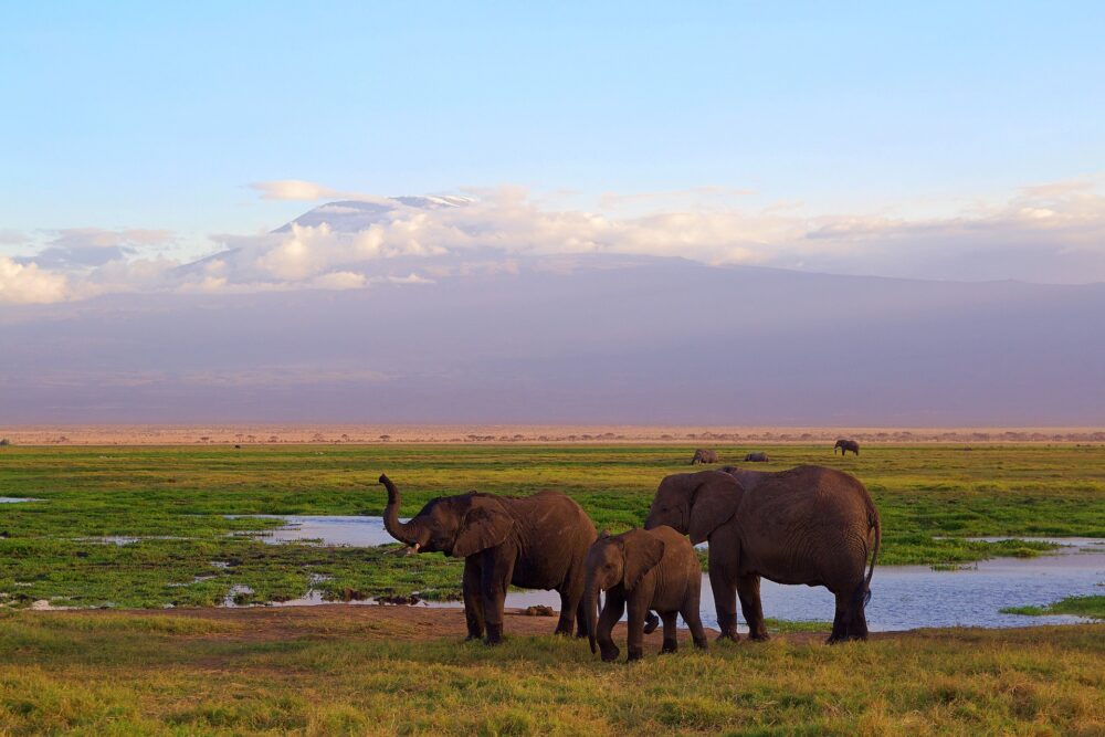 おもしろわかる！世界遺産ユニバーシティ サファリツアーにおすすめのアフリカの国立公園一覧 アンボセリ国立公園