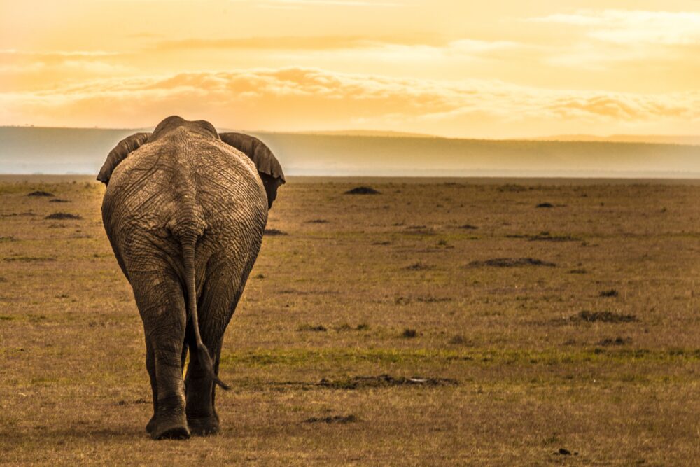 おもしろわかる！世界遺産ユニバーシティ サファリツアーにおすすめのアフリカの国立公園一覧 ナイロビ国立公園