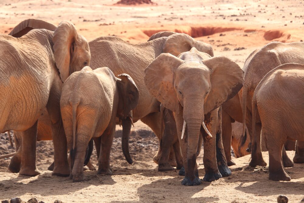 おもしろわかる！世界遺産ユニバーシティ サファリツアーにおすすめのアフリカの国立公園一覧 ツァボ・イースト国立公園