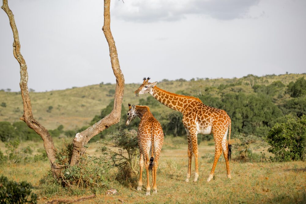 おもしろわかる！世界遺産ユニバーシティ サファリツアーにおすすめのアフリカの国立公園一覧 アルーシャ国立公園