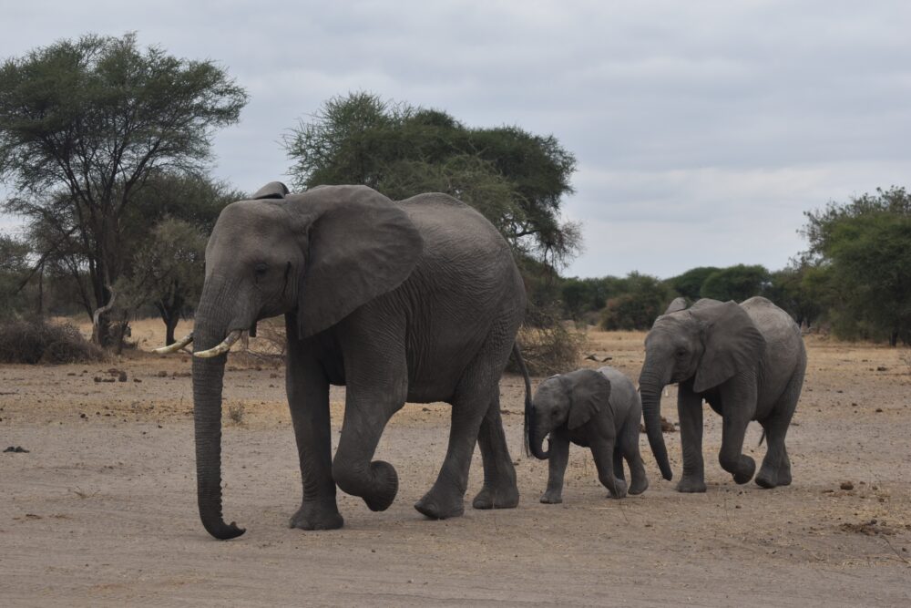 おもしろわかる！世界遺産ユニバーシティ サファリツアーにおすすめのアフリカの国立公園一覧 タランギーレ国立公園