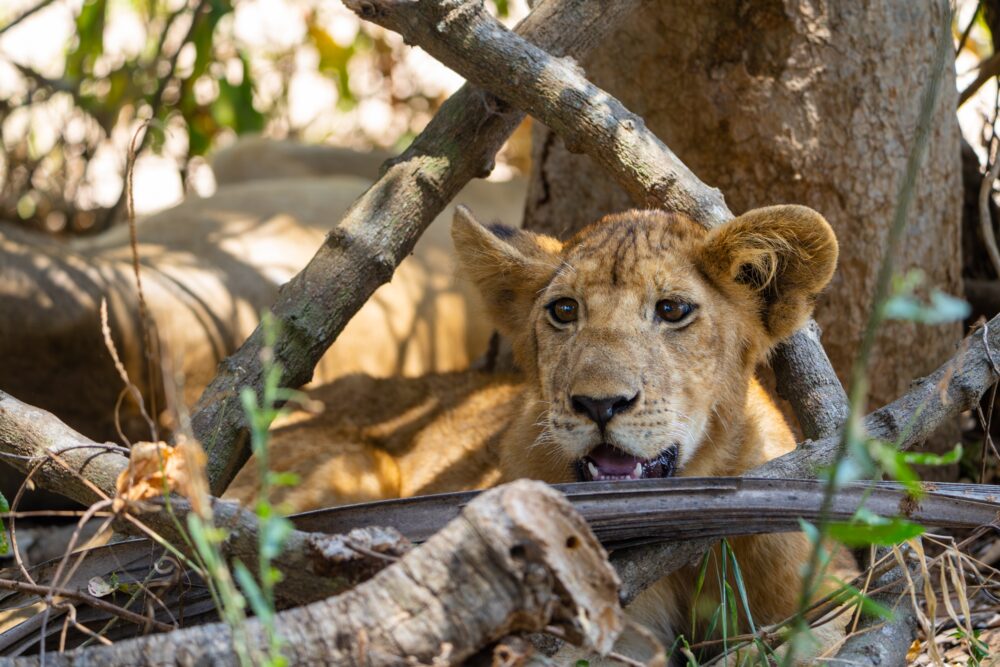 おもしろわかる！世界遺産ユニバーシティ サファリツアーにおすすめのアフリカの国立公園一覧 セルース猟獣保護区（世界遺産）