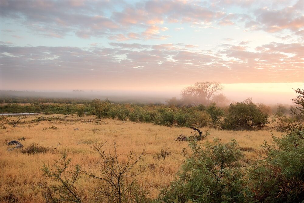 おもしろわかる！世界遺産ユニバーシティ サファリツアーにおすすめのアフリカの国立公園一覧 クルーガー国立公園