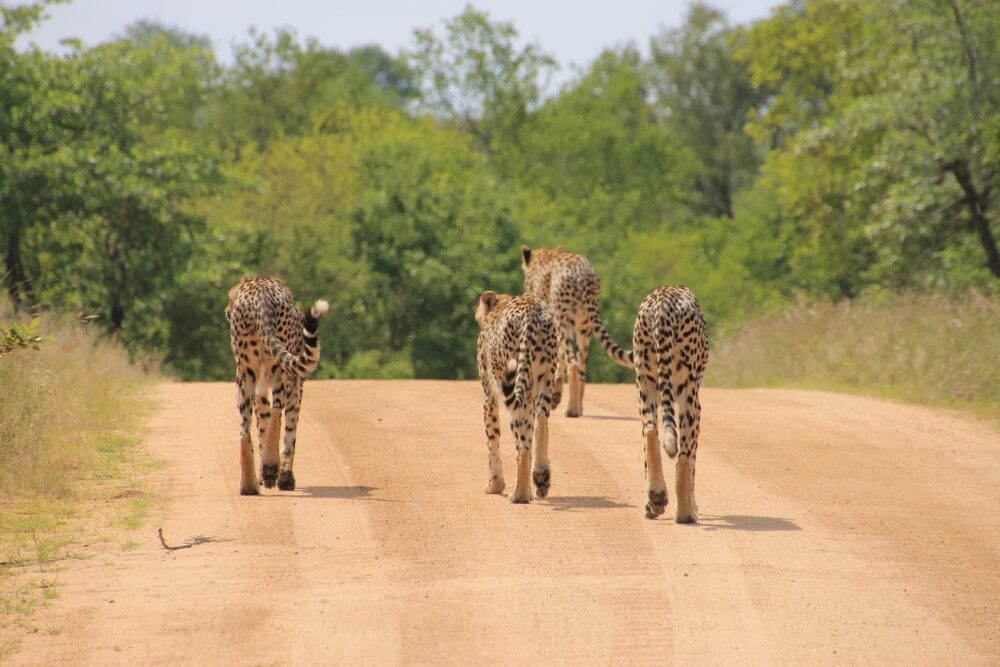 おもしろわかる！世界遺産ユニバーシティ サファリツアーにおすすめのアフリカの国立公園一覧 クルーガー国立公園