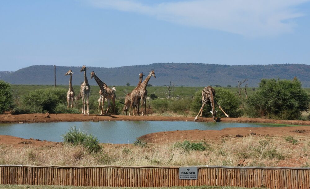 おもしろわかる！世界遺産ユニバーシティ サファリツアーにおすすめのアフリカの国立公園一覧 マディクウェ・ゲーム保護区