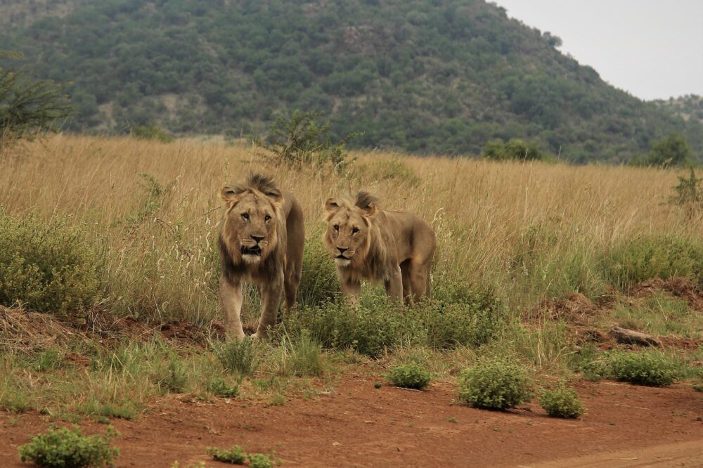 おもしろわかる！世界遺産ユニバーシティ サファリツアーにおすすめのアフリカの国立公園一覧 ピラネスバーグ自然保護区（ピーランスバーグ自然保護区）