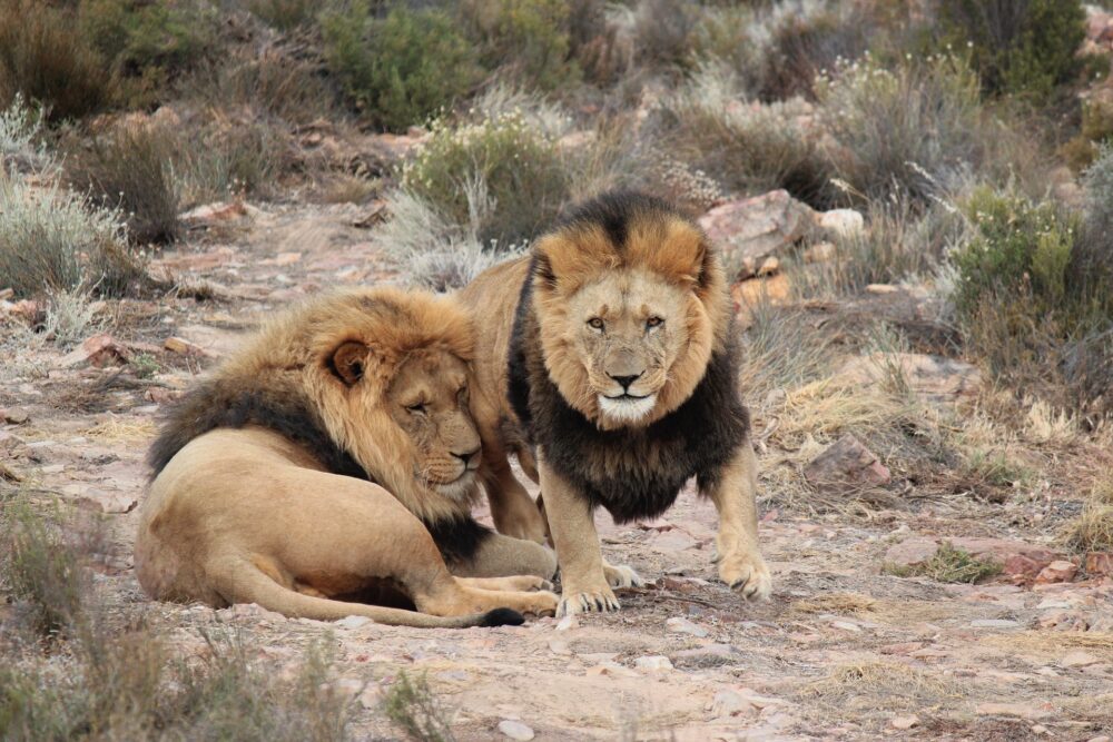おもしろわかる！世界遺産ユニバーシティ サファリツアーにおすすめのアフリカの国立公園一覧 アクイラ私営動物保護区