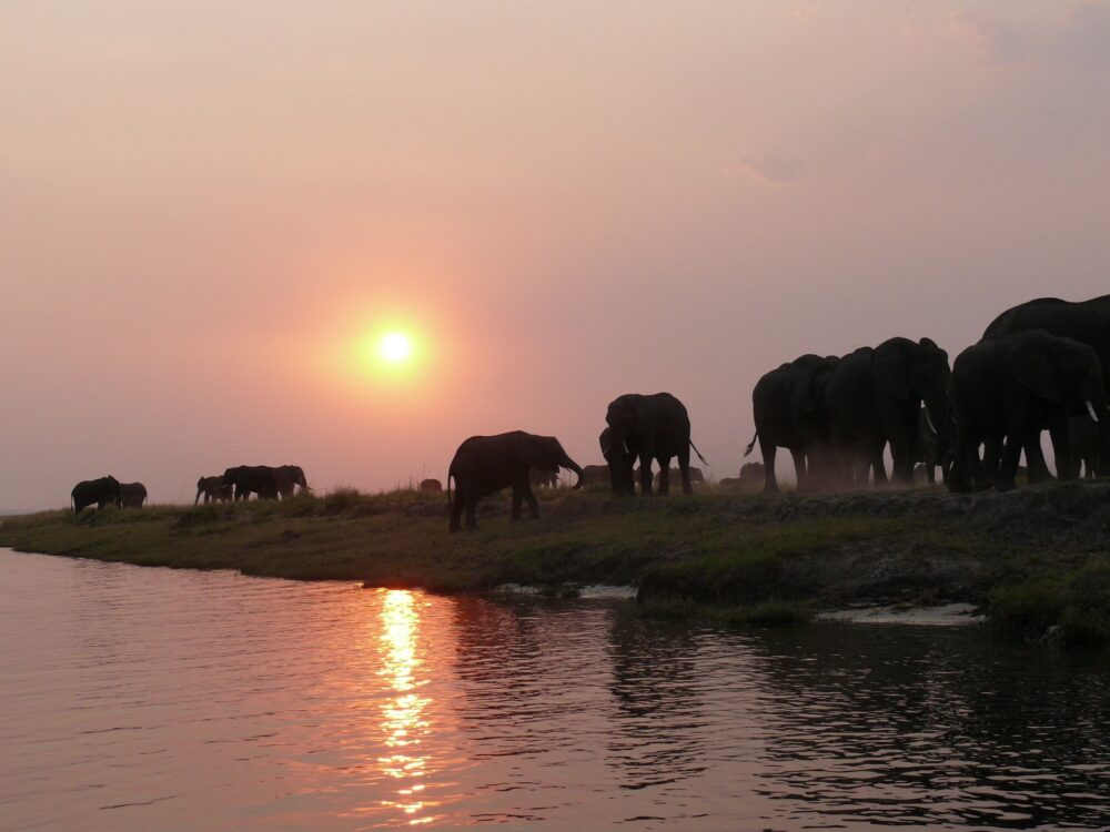 おもしろわかる！世界遺産ユニバーシティ サファリツアーにおすすめのアフリカの国立公園一覧 チョベ国立公園