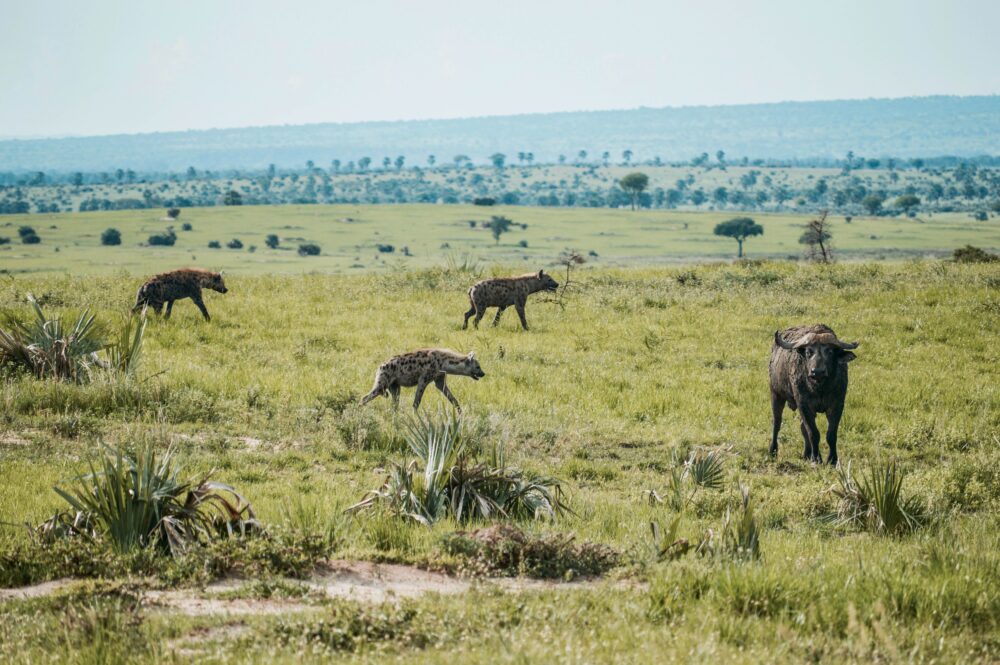 おもしろわかる！世界遺産ユニバーシティ サファリツアーにおすすめのアフリカの国立公園一覧 マーチソンフォールズ国立公園