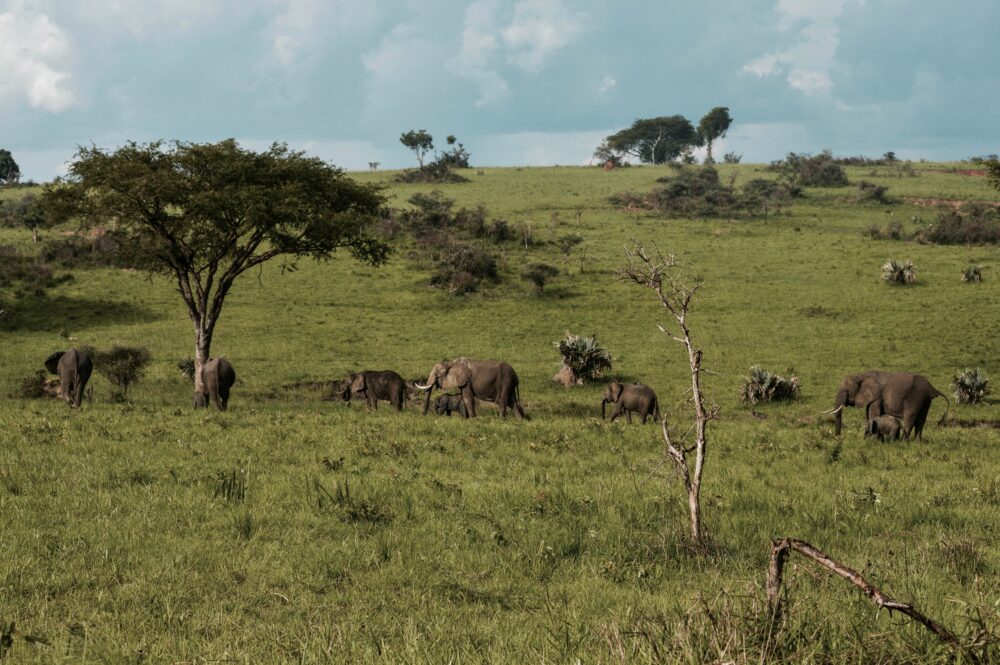 おもしろわかる！世界遺産ユニバーシティ サファリツアーにおすすめのアフリカの国立公園一覧 クイーンエリザベス国立公園