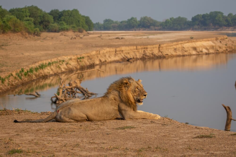 おもしろわかる！世界遺産ユニバーシティ サファリツアーにおすすめのアフリカの国立公園一覧 カフエ国立公園