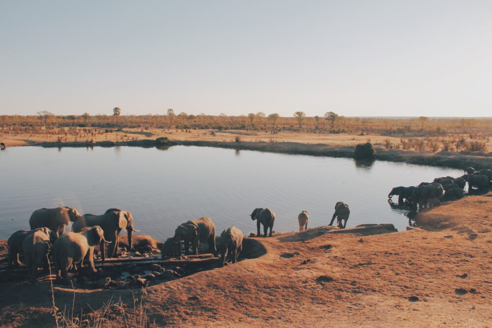 おもしろわかる！世界遺産ユニバーシティ サファリツアーにおすすめのアフリカの国立公園一覧 ワンゲ国立公園