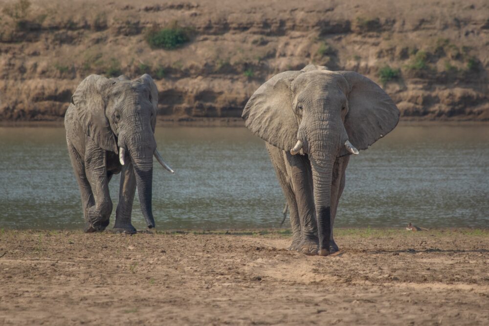 おもしろわかる！世界遺産ユニバーシティ サファリツアーにおすすめのアフリカの国立公園一覧 マナ・プールズ国立公園（世界遺産）