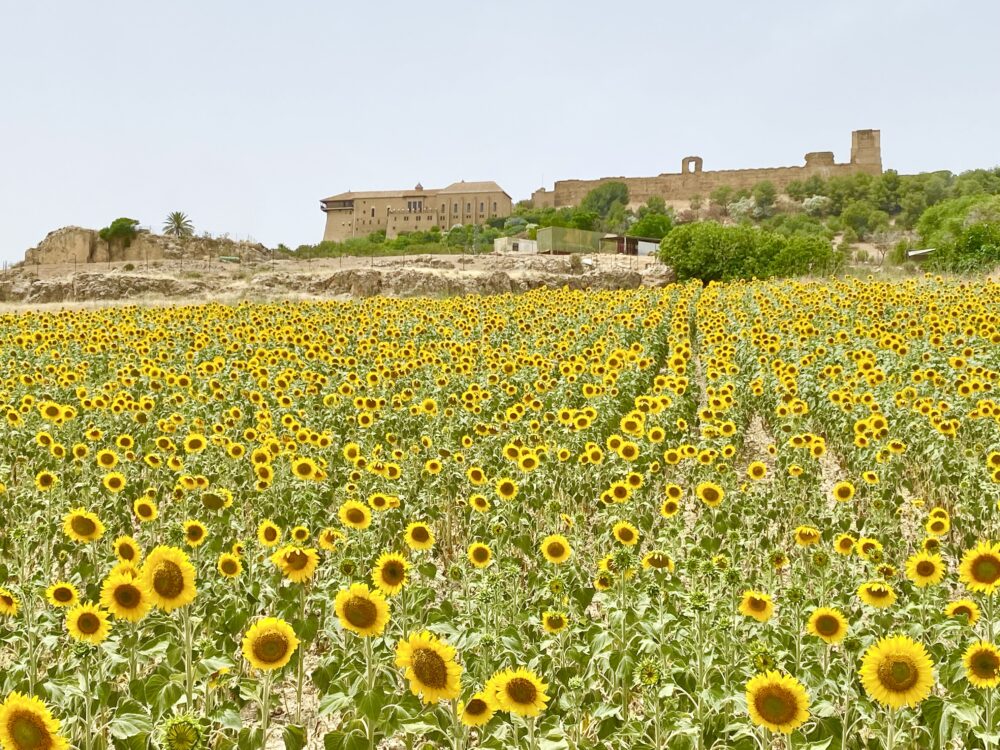 おもしろわかる！世界遺産ユニバーシティ スペインの白い町・村一覧 カルモナのひまわり畑